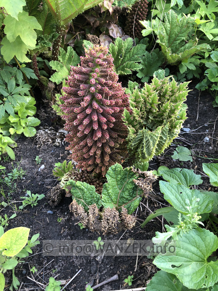 Gunnera tinctoria - Bluetenstand.jpg